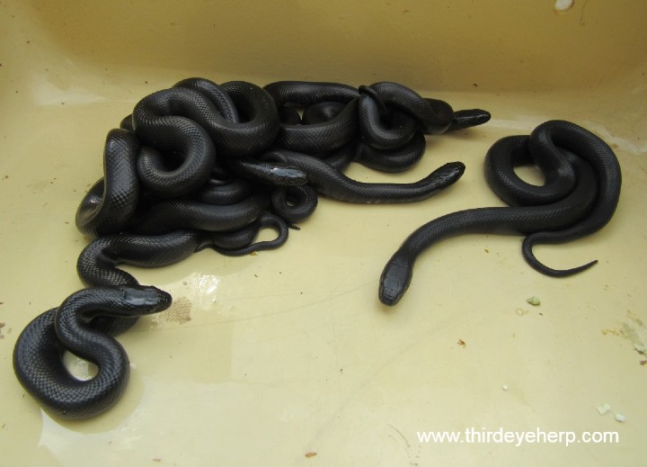 Mexican Black Kingsnakes